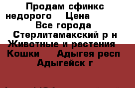Продам сфинкс недорого  › Цена ­ 1 000 - Все города, Стерлитамакский р-н Животные и растения » Кошки   . Адыгея респ.,Адыгейск г.